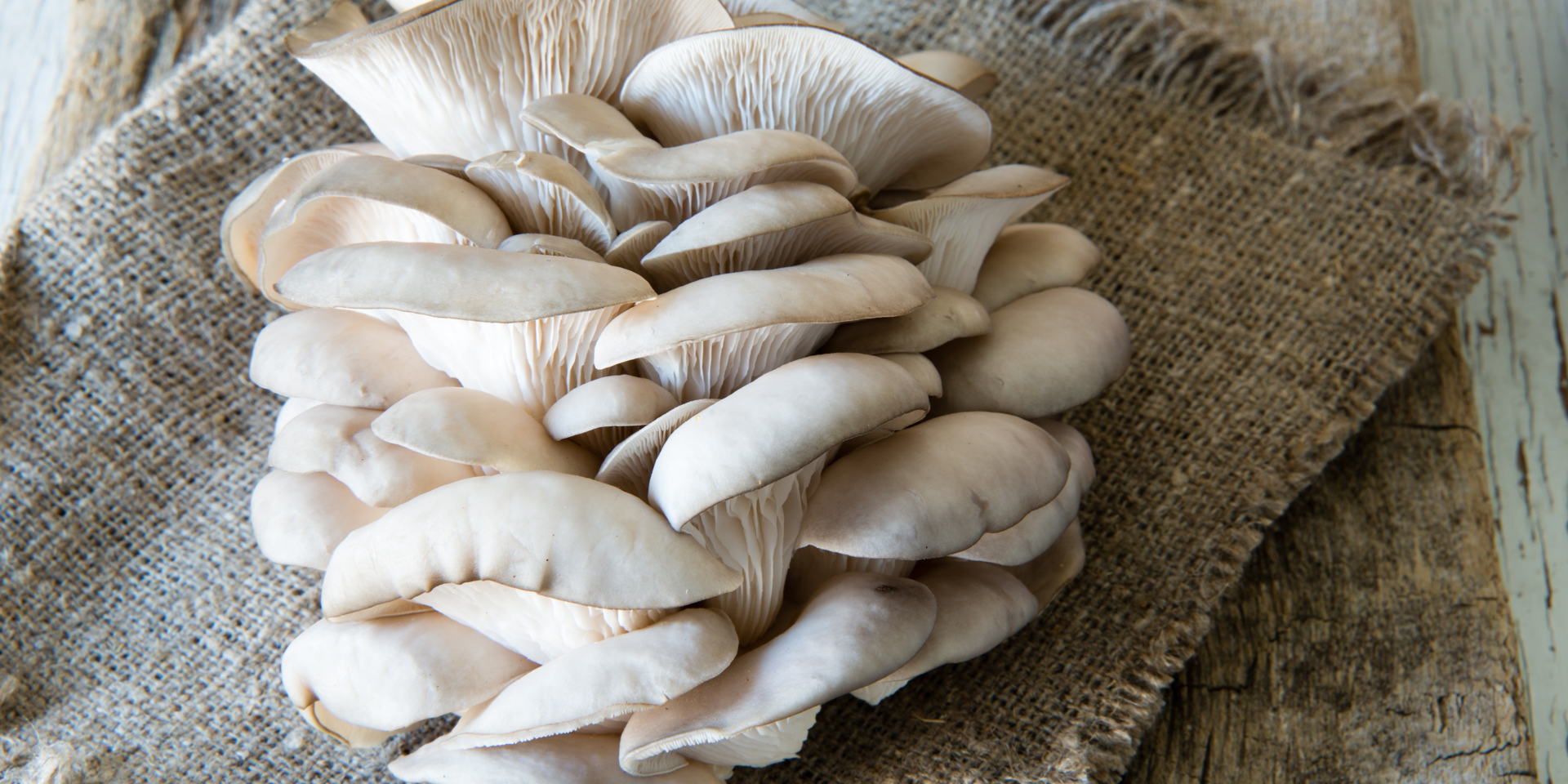 Østershatte Biologi Forløb Svampe