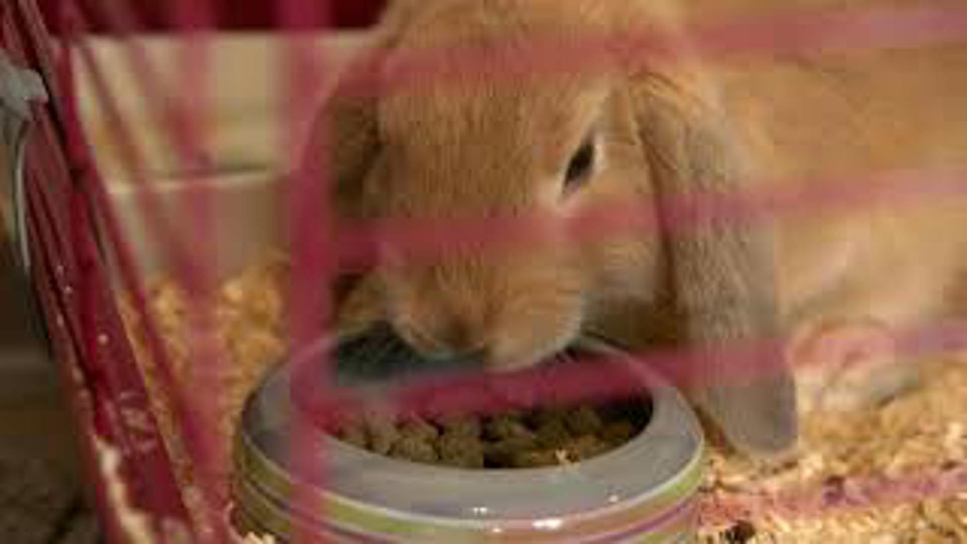 Inspirationsfilm indskoling: Kæledyr og kedsomhed-E-Day2021